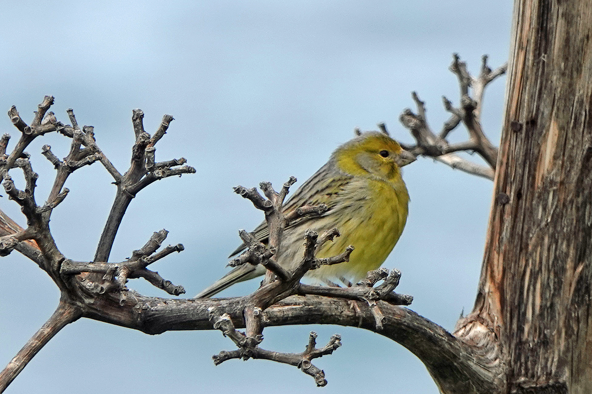 Atlantic Canary (Serinus canaria), photo 6