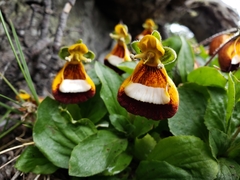 Calceolaria uniflora