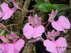 Comparettia macroplectron