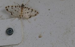 Conchylodes terminipuncta