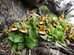 Calceolaria uniflora