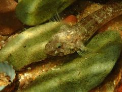 Bathygobius krefftii