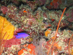 Gramma melacara