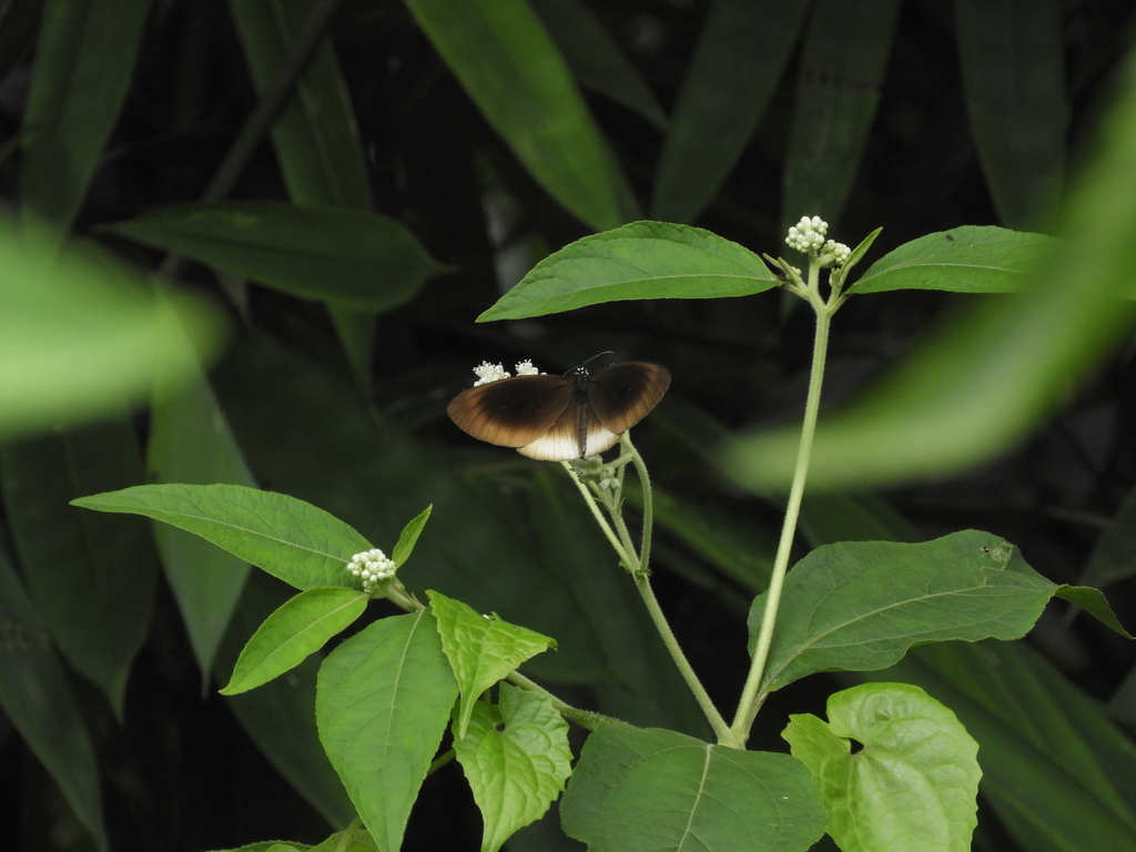 Euploea climena (Euploea climena)
