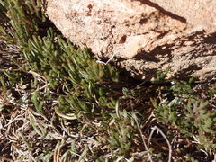 Selaginella corallina
