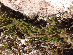 Selaginella corallina
