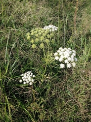Ammi majus