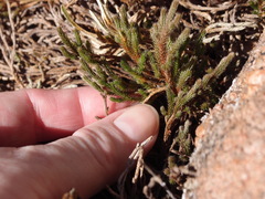 Selaginella corallina