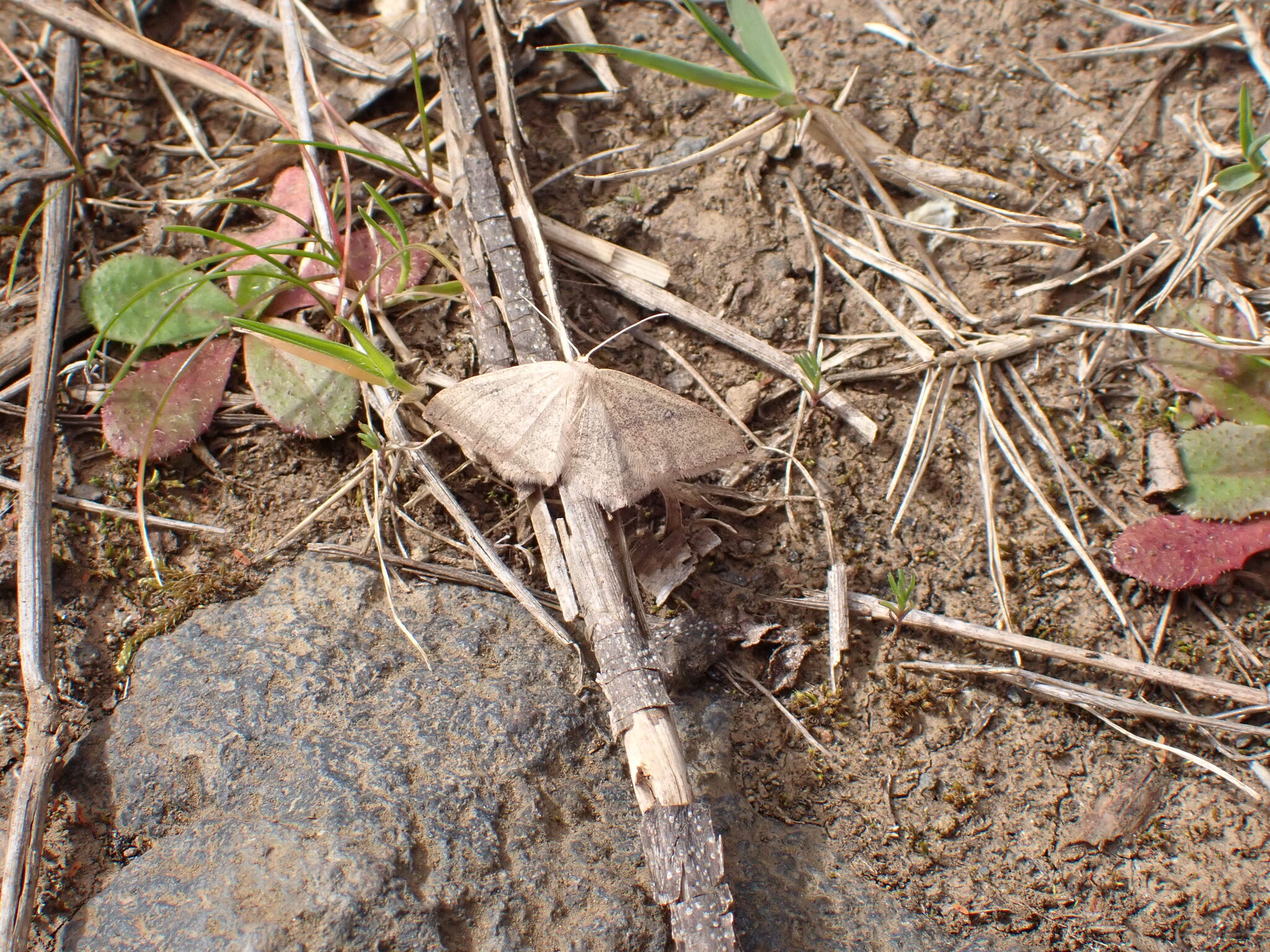 Cyclophora maderensis
