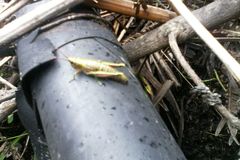 Agesander ruficornis