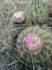 Melocactus curvispinus