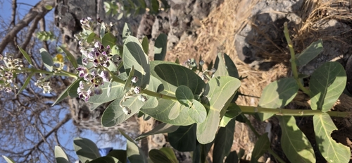 giant milkweed
