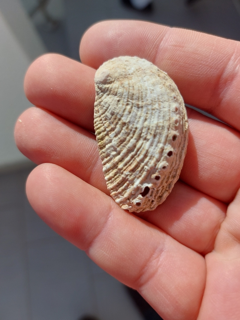 Haliotis tuberculata coccinea
