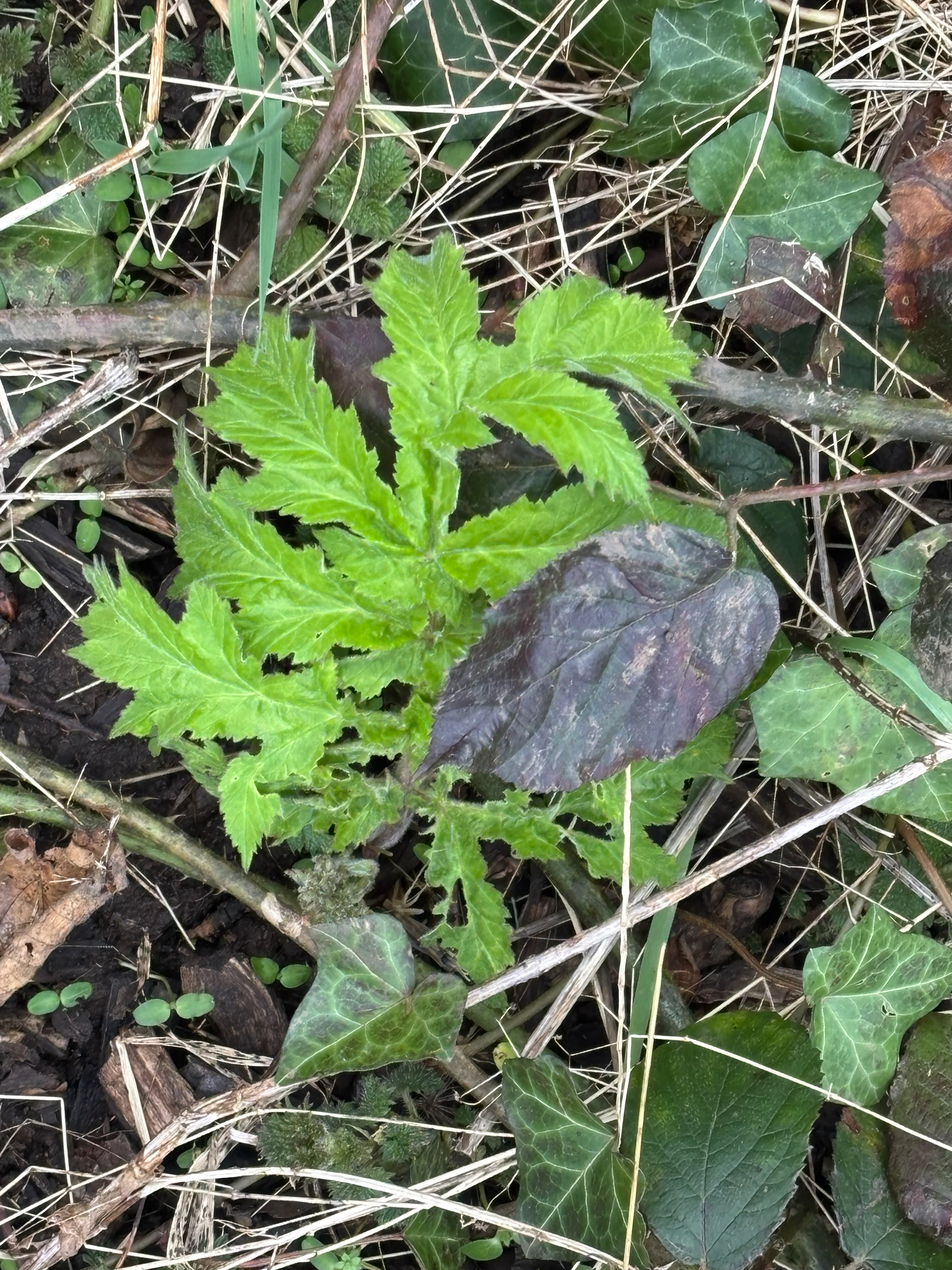 Imagem de Heracleum mantegazzianum