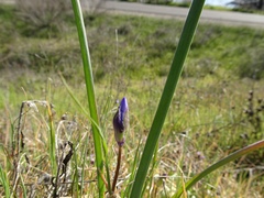 Dipterostemon capitatus