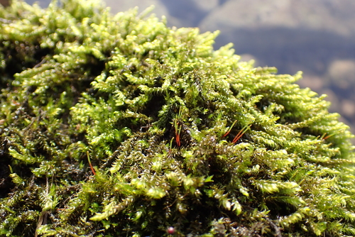 Drab Brook-moss (Hygrohypnum luridum)