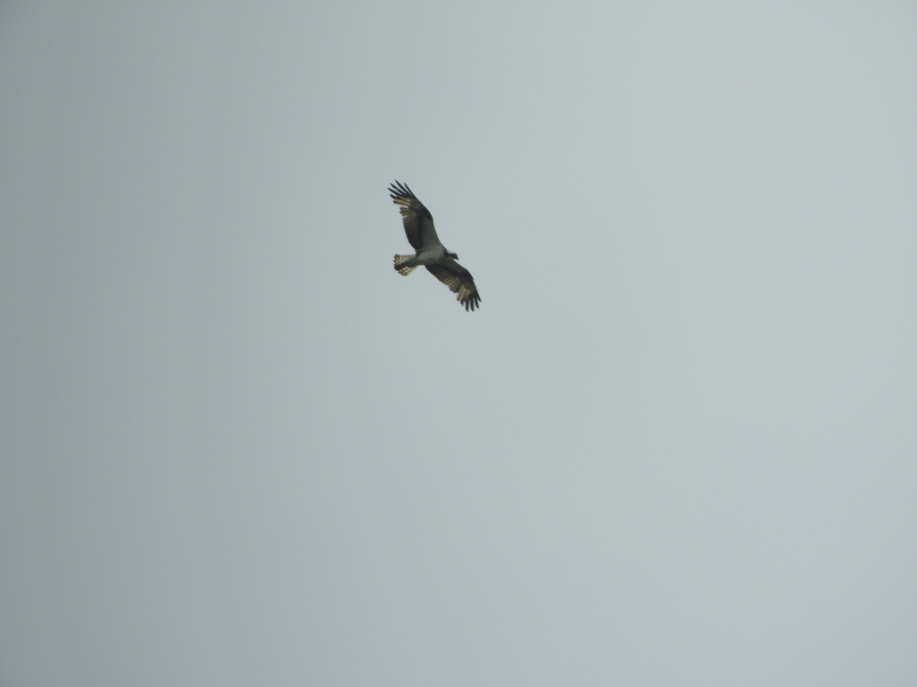 Fish Hawk (Pandion haliaetus)