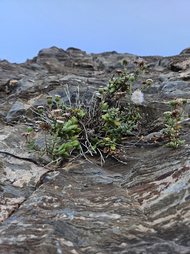 Leiocarpa supina, 2026-02-15