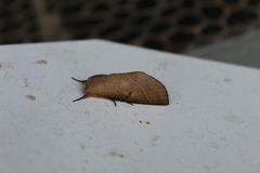 Hemiceratinae