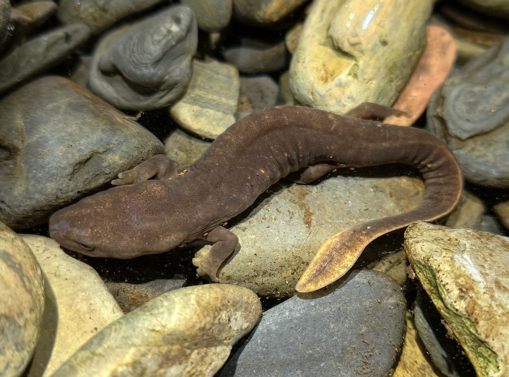 Spotless Stout Newt