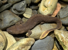 Spotless Stout Newt photo 1