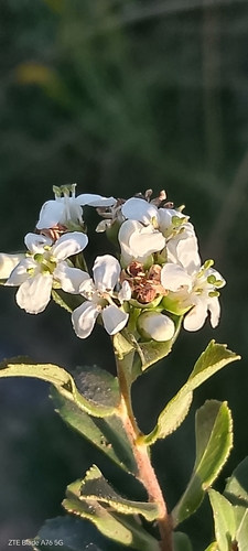 Escallonia megapotamica (Escallonia megapotamica)