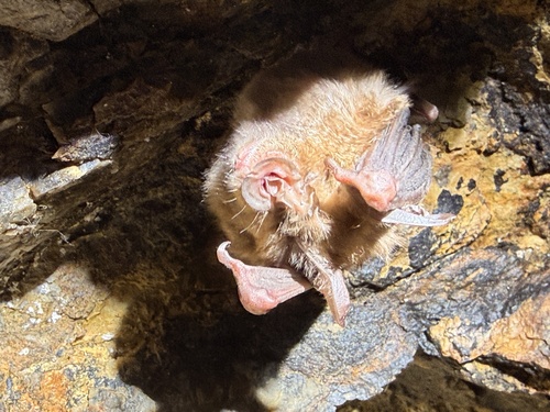 Japanese greater horseshoe bat