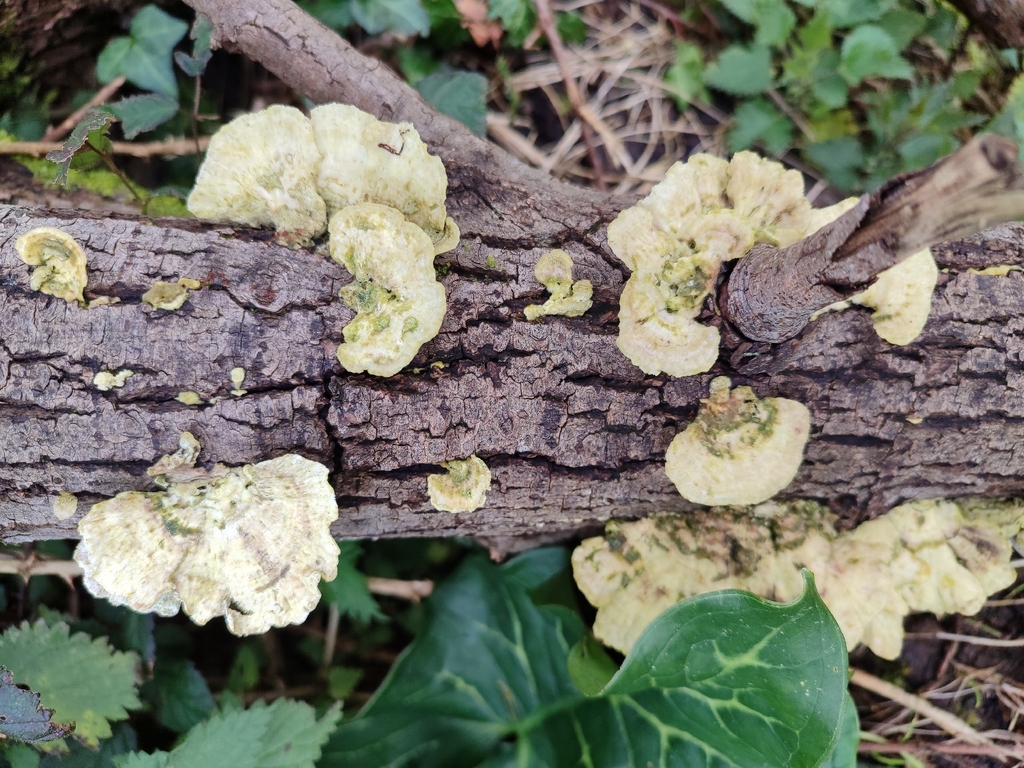 Trametes hirsuta · February 2026 · photo: © aitor32 (iNaturalist, cc-by)