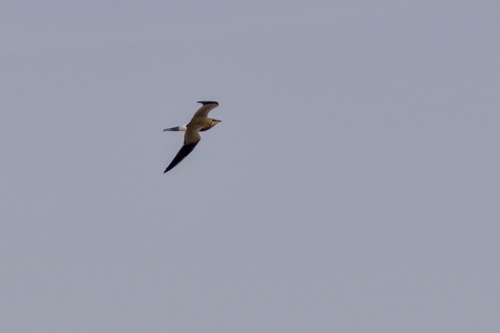 Collared Pratincole (Glareola pratincola)