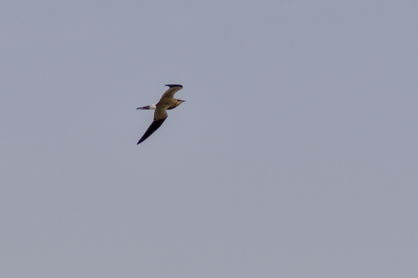 Collared Pratincole (Glareola pratincola), photo 1