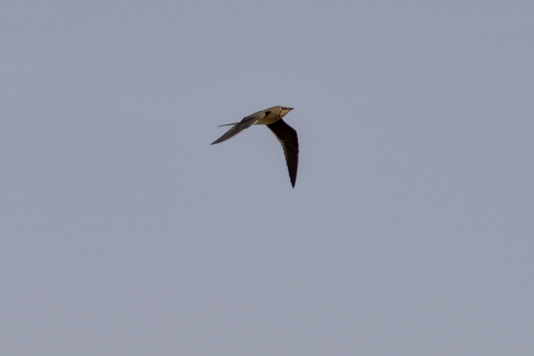 Collared Pratincole (Glareola pratincola), photo 2