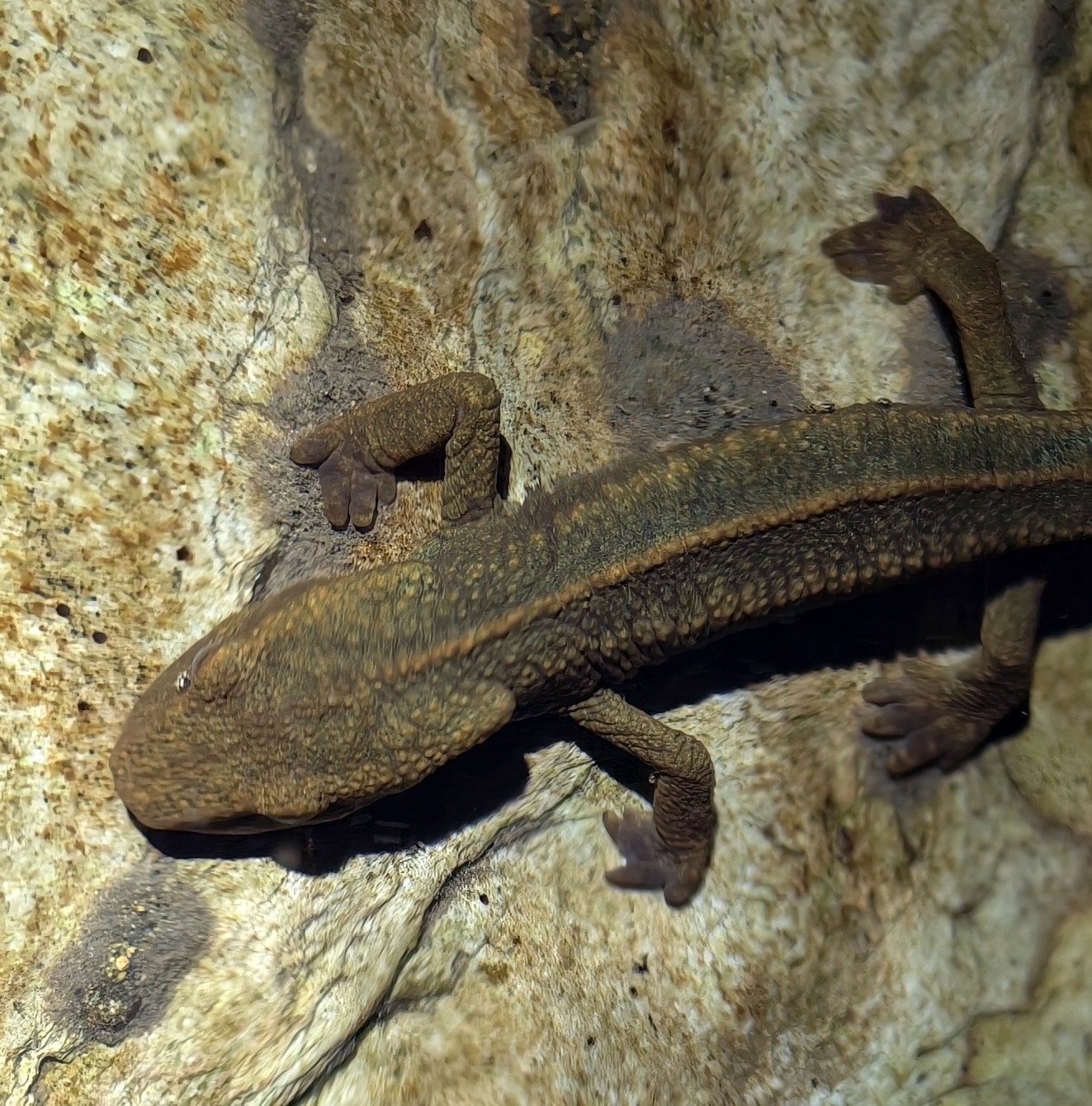 Spot-Tailed Warty Newt photo 7