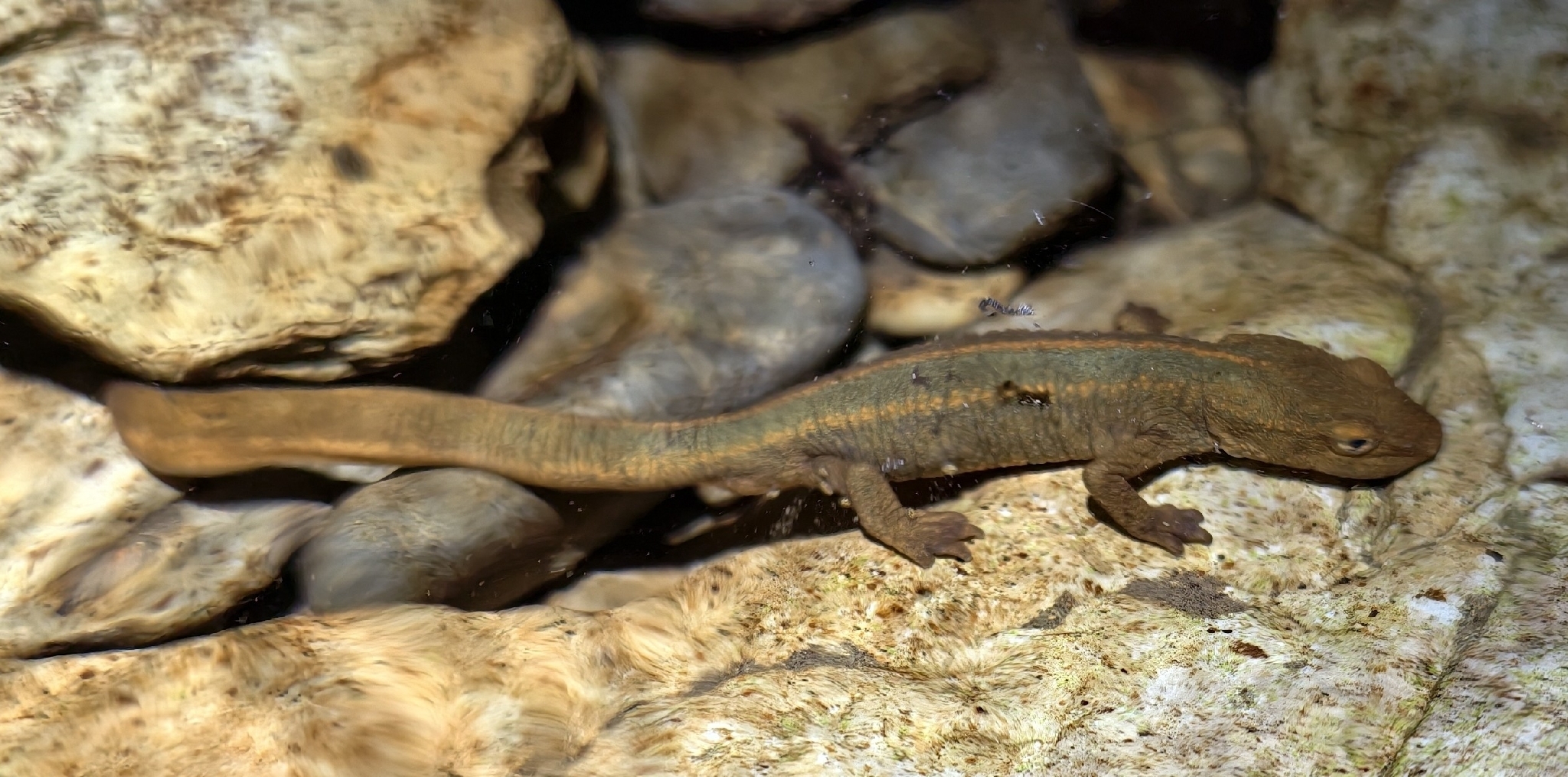 Spot-Tailed Warty Newt photo 8