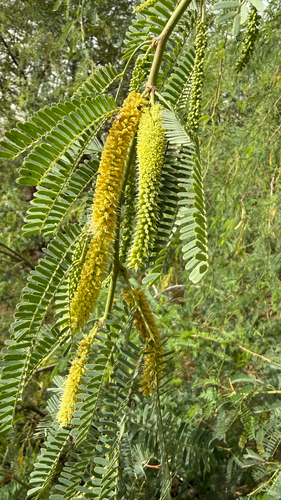 mesquite