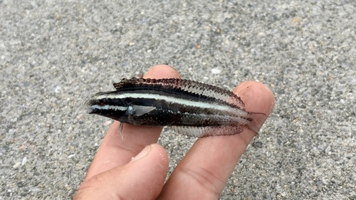 Black-banded blenny (Petroscirtes breviceps) — Blenniidae — 2