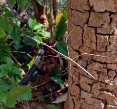 Schizocephala bicornis