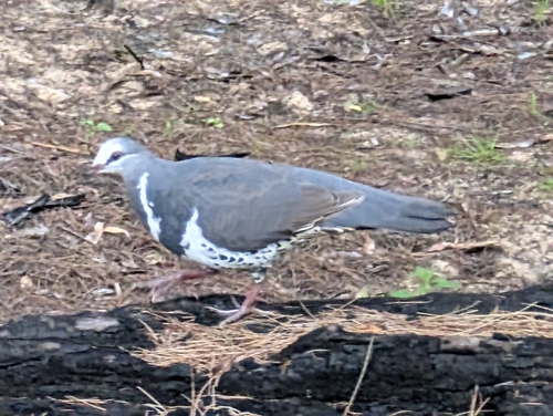 Wonga Pigeon (Leucosarcia melanoleuca), photo 8
