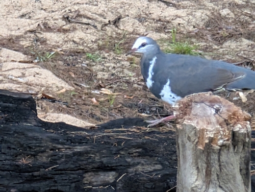Wonga Pigeon (Leucosarcia melanoleuca), photo 9