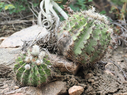 Golden Barrel Cactus (Acanthocalycium spiniflorum)