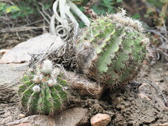 Acanthocalycium spiniflorum, photograph (c) Rosario Douglas, some rights reserved (CC BY)
