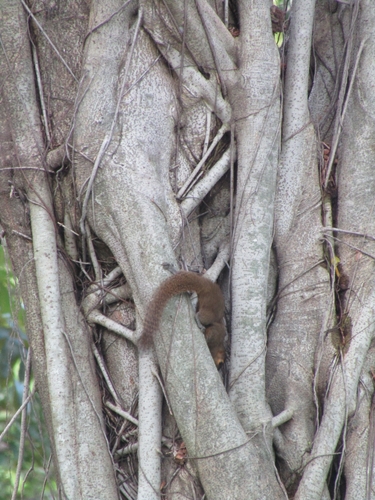 Callosciurus notatus