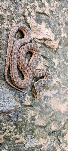 Père David's Ratsnake