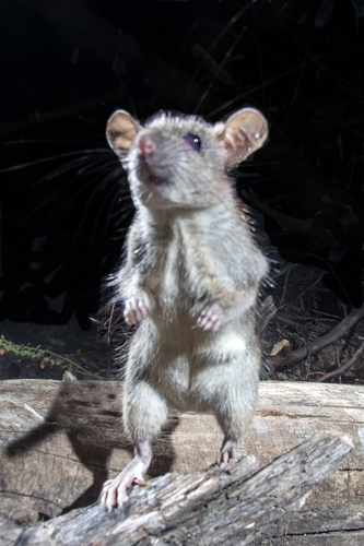 Black Rat, photo 8 of 9