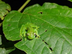 Centrolenidae