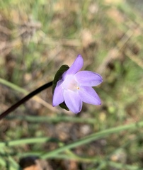 Dipterostemon capitatus