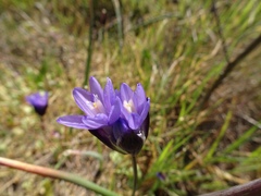 Dipterostemon capitatus