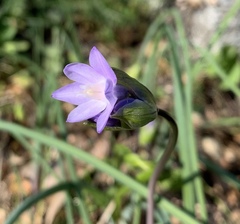 Dipterostemon capitatus