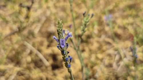 Downy Lavender (Lavandula pubescens)