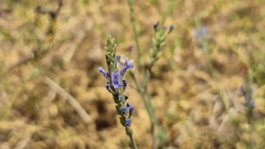 Lavandula pubescens