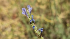 Lavandula pubescens, photograph (c) Mahomed Desai, some rights reserved (CC BY)